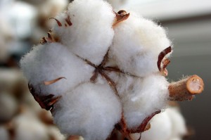 Nachhaltig Bio-Baumwolle