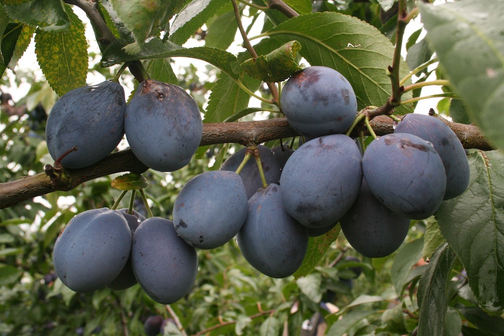 Pflaumen