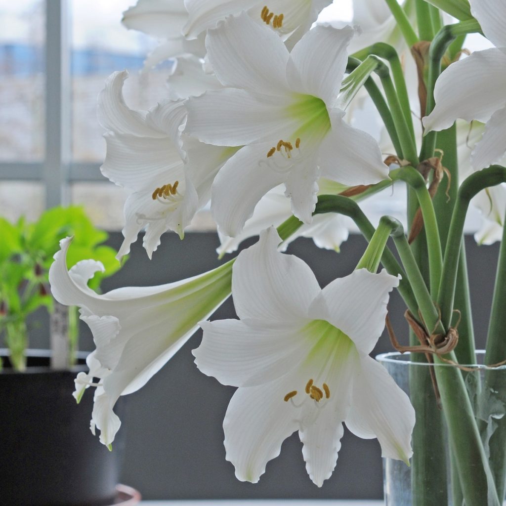 Die Amaryllis 'Amputo' leuchtet schneeweiß. Fluwel.de