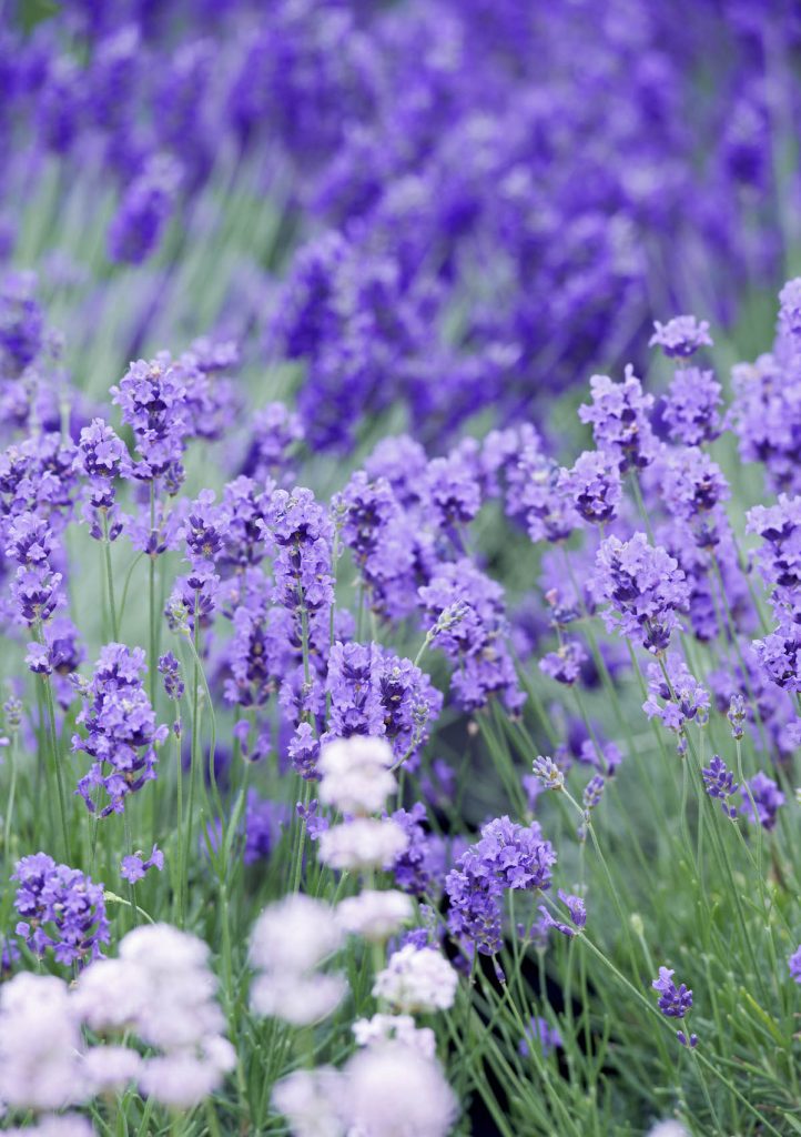 Lavendel überwintern