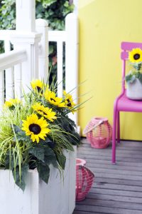 Sunsation Sonnenblume Balkon
