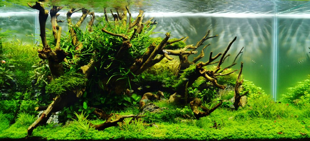 Aquascaping