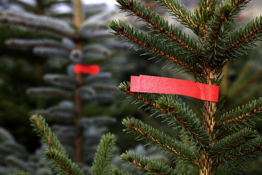 Weihnachtsbaum