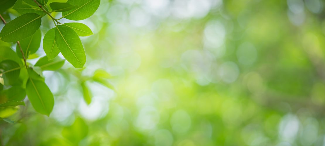 Close up nature view of green leaf on greenery blurred backgroun